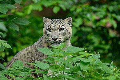 《武装突袭Reforger》销量突破100万 更多内容准备中