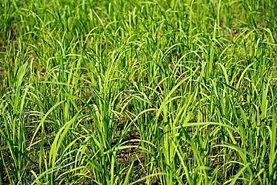 传《血源诅咒》即将重制 由Bluepoint工作室开发